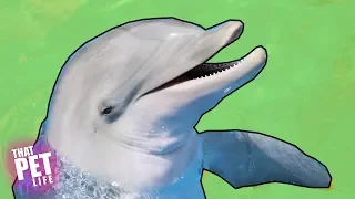 Proof That Dolphins are Aliens | Try Not To Laugh - Funny Animal Videos 2018