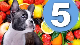 Top 5 Fruits Boston Terriers LOVE! (Owners Surveyed)