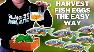 How to Breed CPDs, Tetras and other Egg Scattering Fish the Easy Way! DIY Egg Harvester for Fish