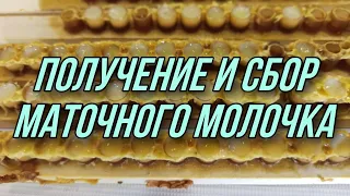 Получение и сбор МАТОЧНОГО МОЛОЧКА на моей пасеке