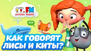 Как разговаривают лисы и киты? Веснушка и Кипятоша расскажут