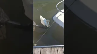 GZUZ schlägt einen Schwan