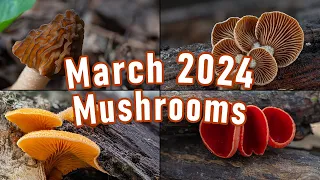 Mushroom Foraging - March 2024 - Verpa Bohemica | Thimble Morel | Scarlet Elfcup | Spring Mushrooms