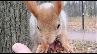 Сначала кормлю рыжую белку, а потом длинноухую / I feed a red squirrel, and then a long-eared one