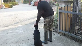 DOBERMAN REX OSNOVNE VJEŽBE   POSLUŠNOSTI