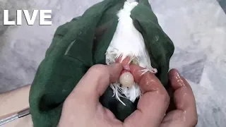 Exhibition Bird Egg Binding Video | Treatment | Live Close Up Clip