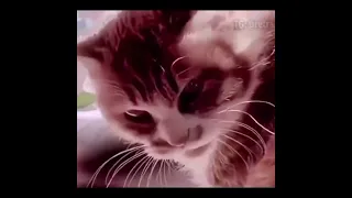 Кунг-фу коты #funny #cats #коты #кошки #рекомендации #животные #приколы