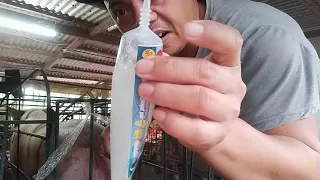 How to do Artificial Insemination in Pigs