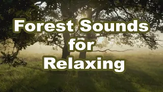 Forest Sounds for Relaxing - Birds Songs