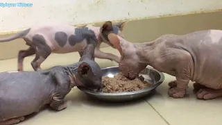 Wet food - sphynx kittens and mothers cat love to eat | Sphynx Kitten