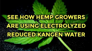 How Hemp Growers Are Using Kangen Water Technology