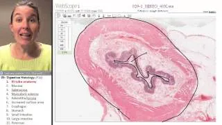 Digestive histology 1- GI tube anatomy