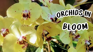 ORCHIDS IN BLOOM- MARCH, 2024. THE MOST AMAZING ORCHID BLOOMS!!! #subscribe #orchidcareforbeginners