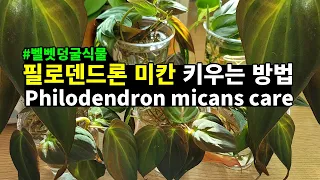 덩굴식물 좋아하세요?🌿벨벳 잎사귀 필로덴드론 미칸 키우기Philodendron micans care