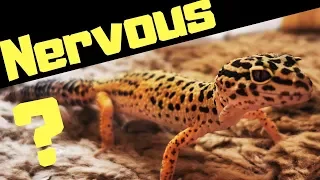 Leopard Gecko Handling . How To Handle A Leopard Gecko For The First Time (Beginners )