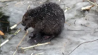 Бобры перед зимой. Beavers before winter