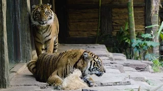 Tigers Suka and Nelson Introduced at the San Diego Zoo Safari Park