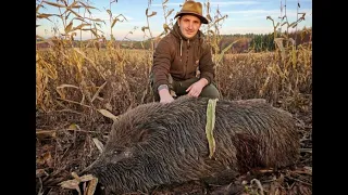 Polowanie na dziki, wild boar hunting Poland