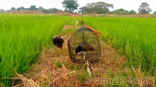 Edisi Compilation Memikat Burung Ayam-Ayam / Watercock Bird (Gallicrex Cinerea)