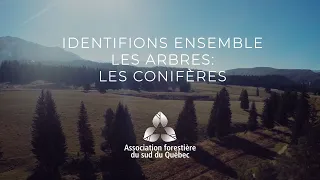 Découvrir la forêt : Identifions ensemble les conifères