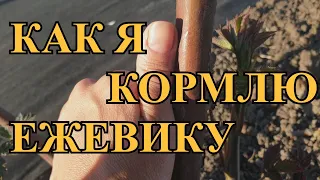 Как я кормлю ежевику и не только)))