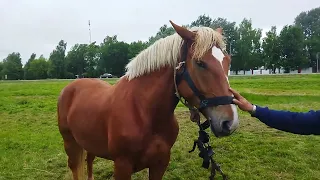 ЛОШАДИ/ЦЫГАНСКАЯ КОБЫЛА ТЯЖЕЛОВОЗ 3 ГОДА/horses/mare heavy truck