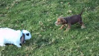 Pelea de perro vs conejo.