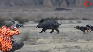 Yaban domuzu avı / Wild boar hunting