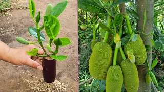 Best Method Propagate Jackfruit With Aloe Vera In Eggplant Fruit