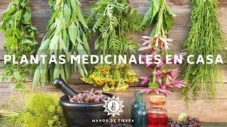La Mejor Medicina Natural Que Debes Tener En Casa / Plantas Medicinales/ Herbolaria En Casa🪴🌿💚