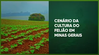 O CENÁRIO DA CULTURA DO FEIJÃO EM MINAS GERAIS - PROGRAMA #47 - AGRO EM FOCO TV DIGITAL