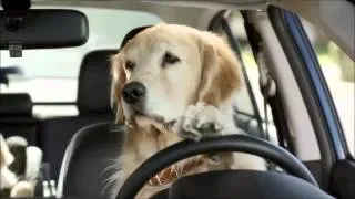 Subaru Dog Commercial - funny commercials!