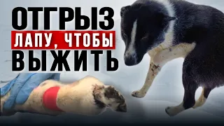 Отгрыз себе лапу, чтобы выжить‼️ Спасение собак из Якутска продолжается