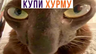 Продавец на рынке такой))) Приколы с котами | Мемозг 862