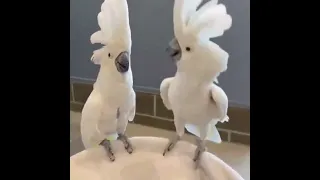 Umbrella Cockatoo Pair #parrot #shorts #birdslover #pets #birds #trending