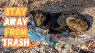 Train a Dog to Stay Out of the Trash