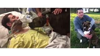 This is the heartbreaking moment a devoted dog gave her final goodbye to her dying owner.