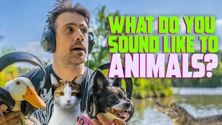 How The World SOUNDS To Animals