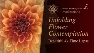 Blossoming Flower Meditation | Slow Motion Time Lapse | 4K Resolution