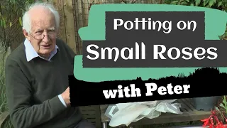 Potting On Small Roses | Garden Ideas | Peter Seabrook