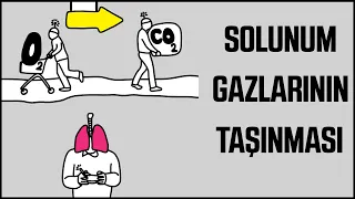 Animasyonlarla Biyoloji : Solunum Gazlarının Taşınması