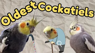 The shocking age record of Cockatiels revealed!!!