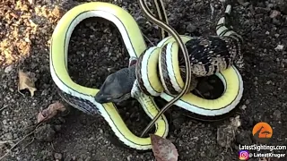 Смертельная схватка змеи против ящерицы / Snake vs lizard deadly fight