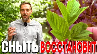 ЭТА ТРАВА ИЗ ОГОРОДА ВОССТАНАВЛИВАЕТ ВЕСЬ ОРГАНИЗМ - СНЫТЬ. ДЕЛЮСЬ: СНЫТЬ РЕЦЕПТ САЛАТА