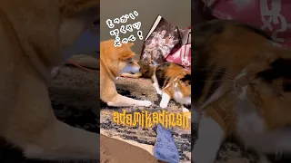 【犬猫アテレコ】柴犬ＶＳ三毛猫「ねーさんあそぼ」