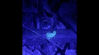 Scorpions glow in the dark under UV light [Amazon rainforest] [Arachnids]