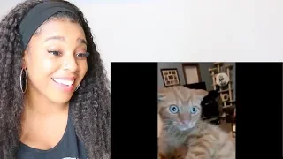 CATS WEIRDED OUT BY HUMANS | Reaction