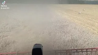 Уборка комбайнами Claas lexion