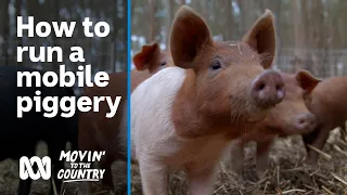 How to run a sustainable, ethical, mobile piggery 🐷🥓 | Movin’ To The Country | ABC Australia