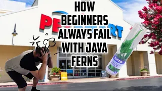 Java Ferns a secret exposed! #javafern #petsmart #petco #aquariumplants